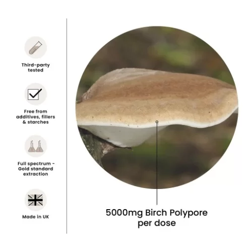 FungShui - High Strength Birch Polypore Premium Mushroom Tincture Liquid Extract — image 5